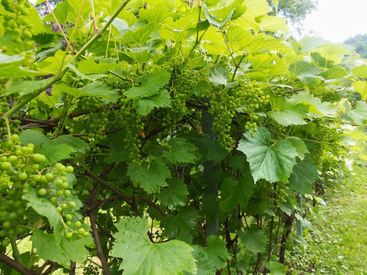 Villa Hasaba 크로시엔코 외부 사진